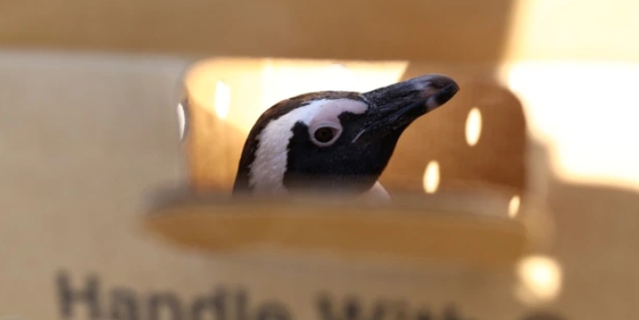 penguin colony in Cape Town, South Africa