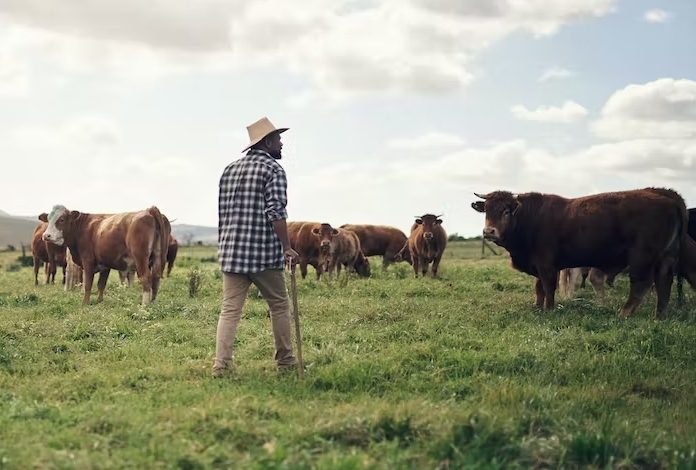 Agriculture en Afrique du Sud